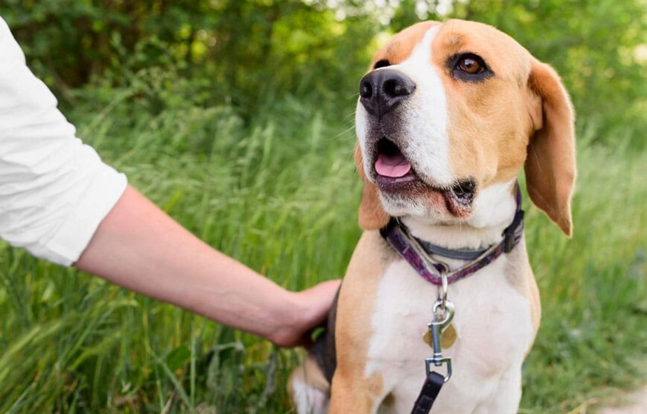 name tag hewan peliharaan