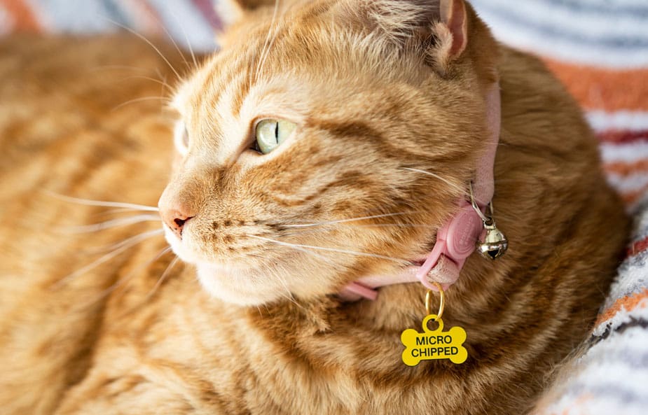 name tag hewan peliharaan